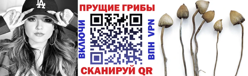 где купить наркоту  Шатура  Галлюциногенные грибы прущие грибы 